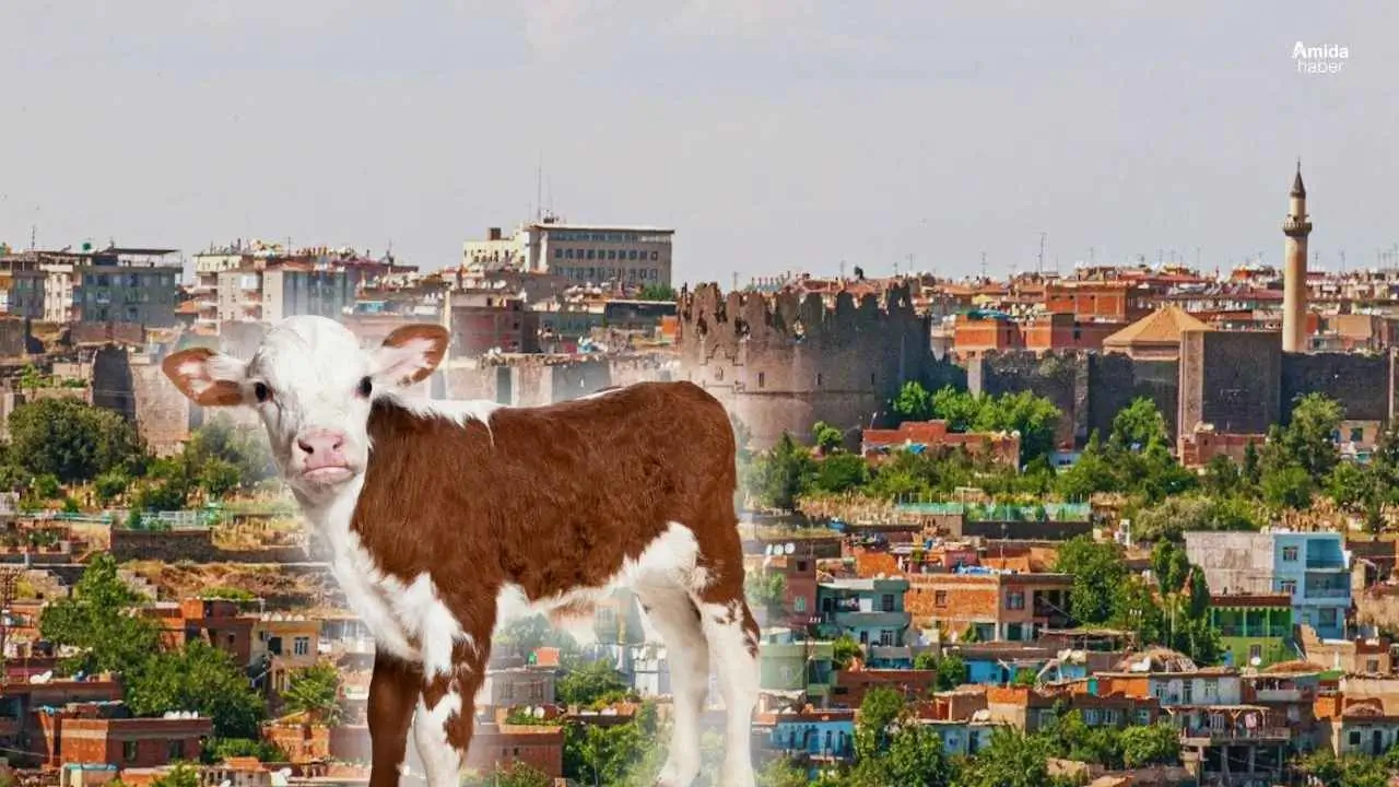 Diyarbakır: Veterinere giderken kaybolan buzağı bulunamıyor