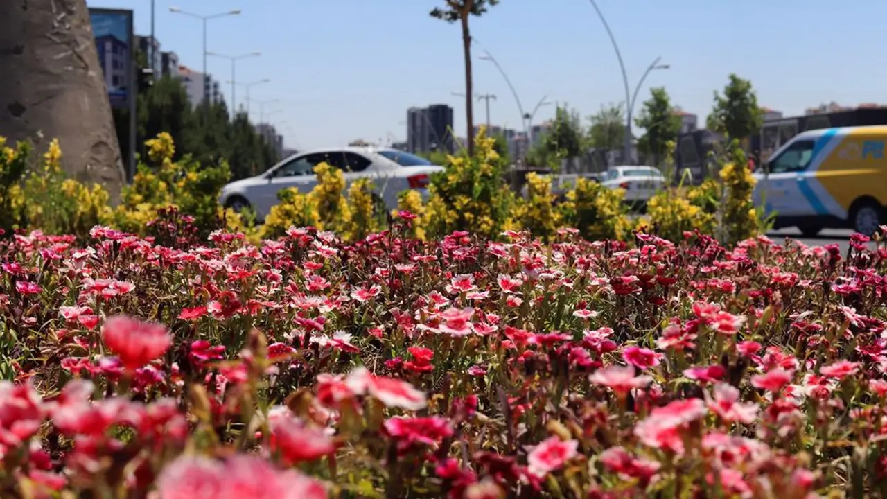 Diyarbakır’da Çin karanfilleri toprakla buluştu
