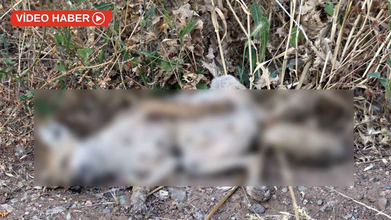 UNESCO mirasında üzen görüntü: Cansız bedeni bulundu