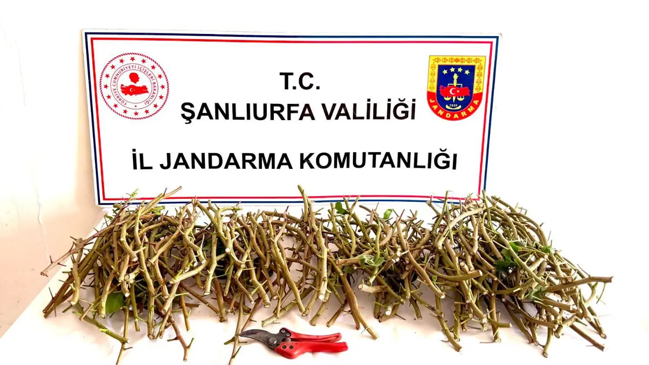 Şanlıurfa'da fıstık aşısı hırsızlığı girişimine suçüstü