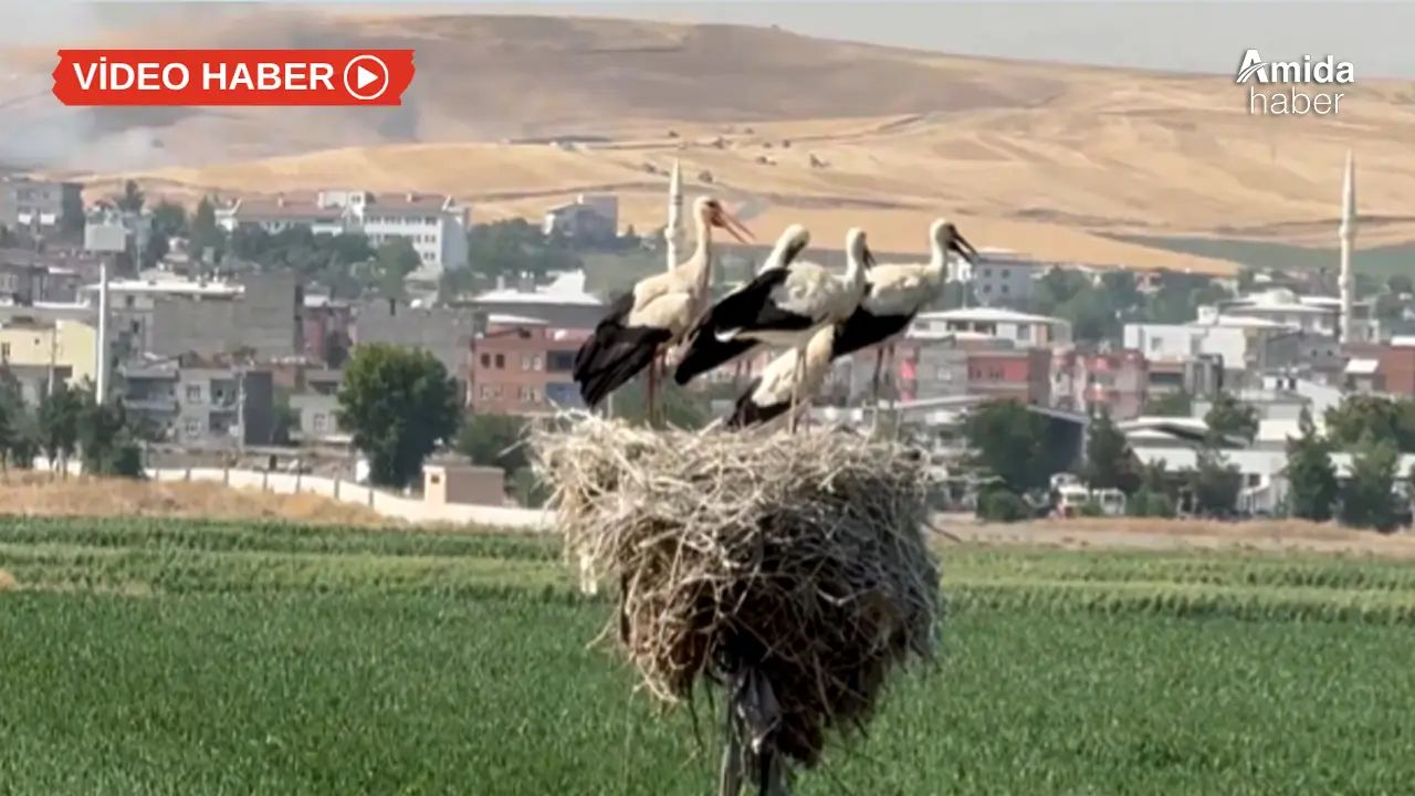 Diyarbakır’da yangından kaçan leylekler yuvalarına sığındı