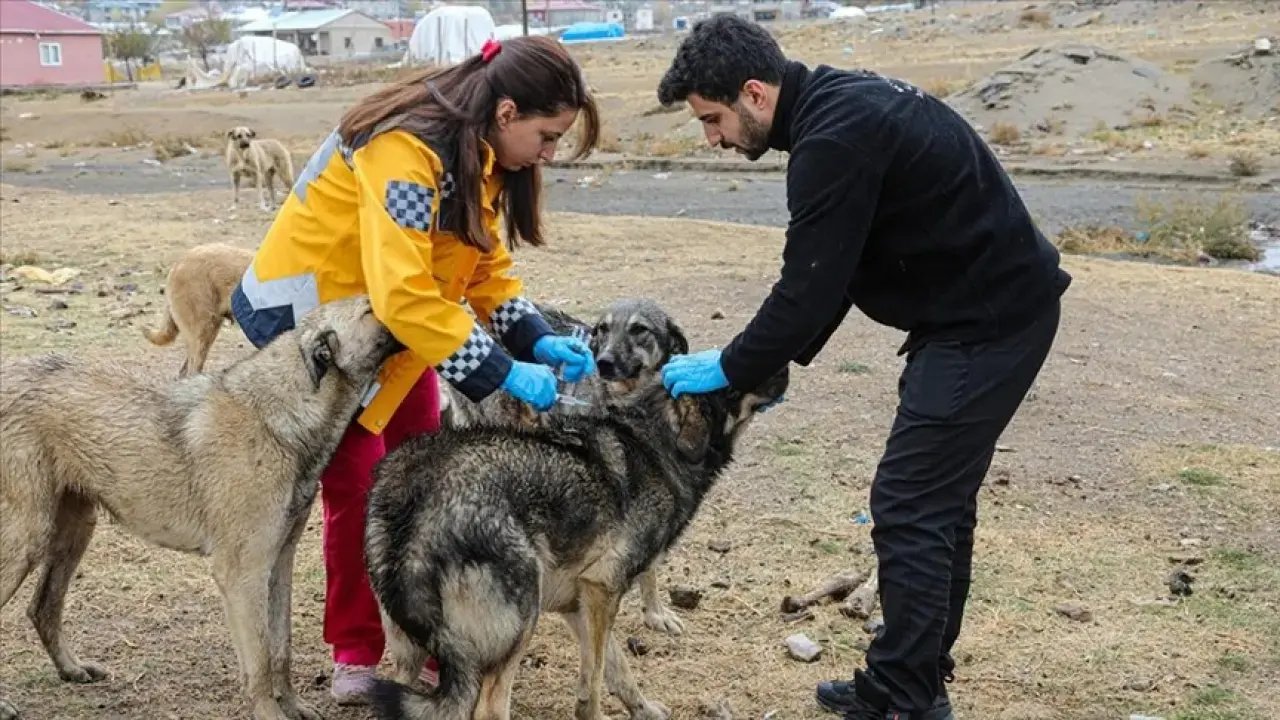 Van'da köpek koyunu ısırdı: Kuduz karantinası genişletildi