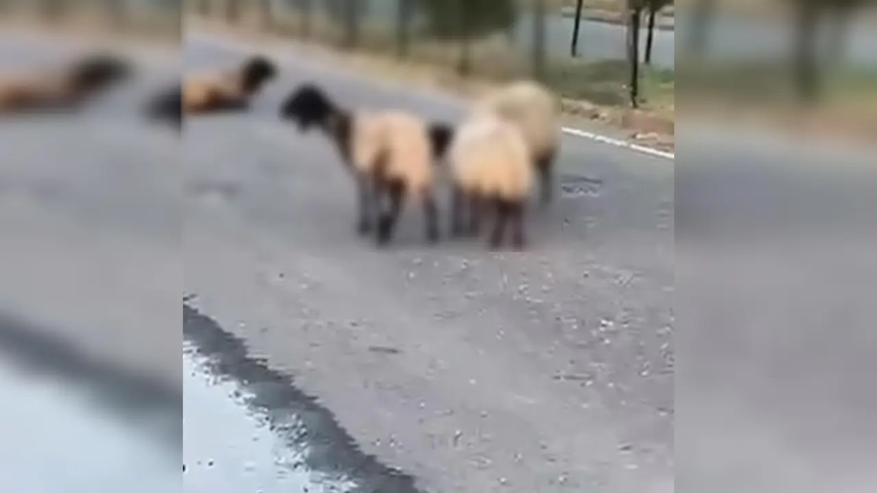 Siirt'te zehirlendiği iddia edilen 32 küçükbaş hayvan öldü