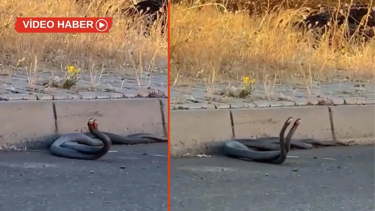 Diyarbakır’da yılan alarmı: Şehir merkezine indiler