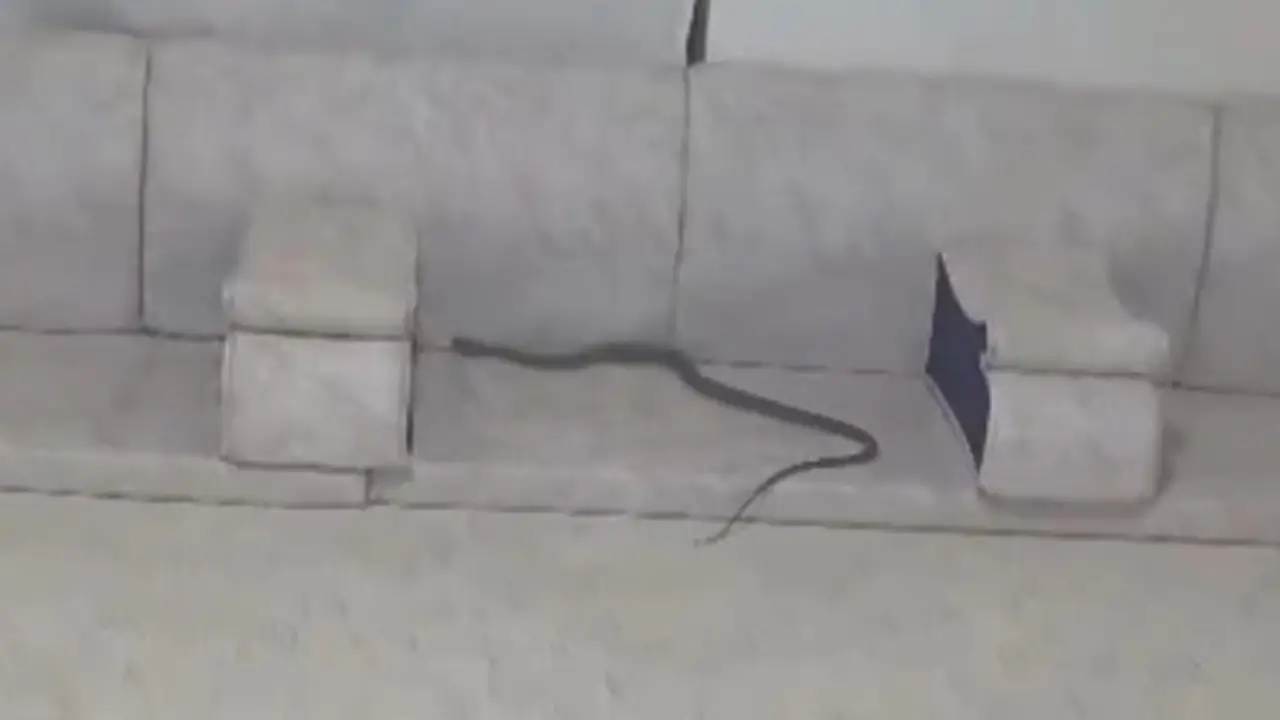 Misafir bekledikleri eve yılan girdi