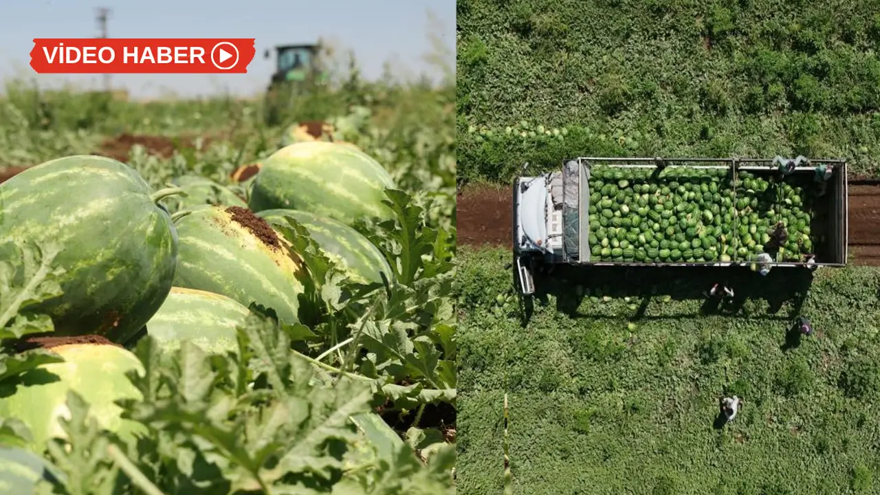 Diyarbakır karpuzunda hasat mesaisi sürüyor