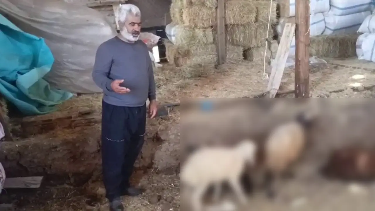 Kurt saldırısında 14 koyun öldü, 30 hayvan kayboldu