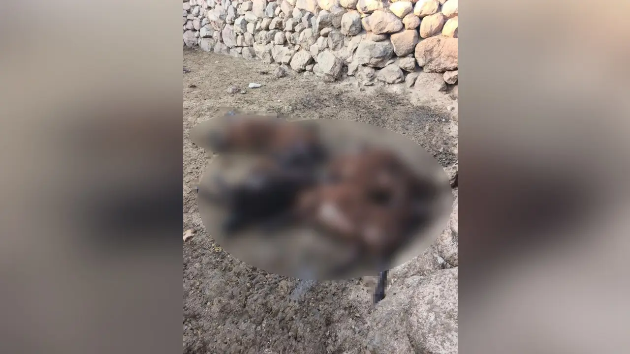 Aç kurtlar sürüye daldı: 20 koyun öldü