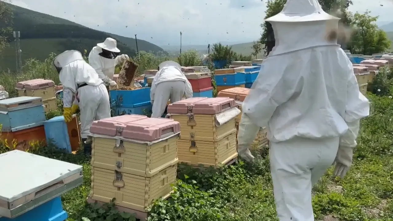 Ardahan’a bal akacak: 620 arıcı, 35 bin kovan