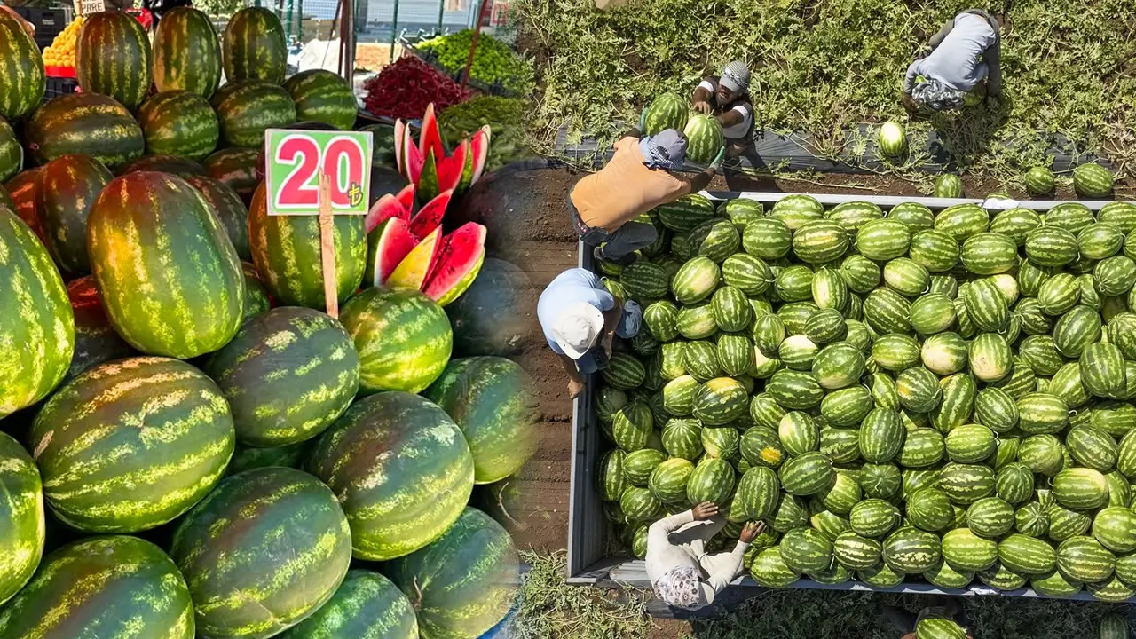 Diyarbakır karpuzunda tezgah oyunu: Tarlada 9, pazarda 20 TL!