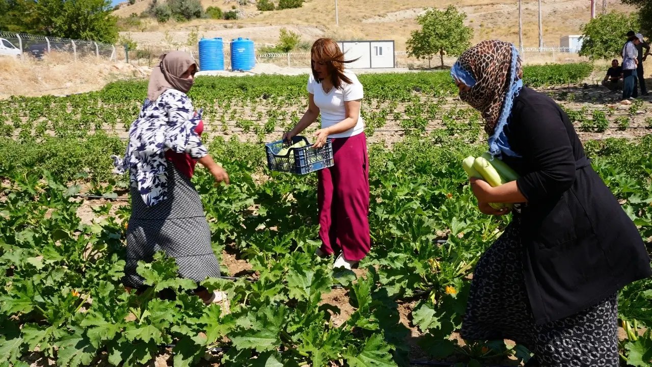 Diyarbakır’daki Komün Bostan’dan ilk hasat