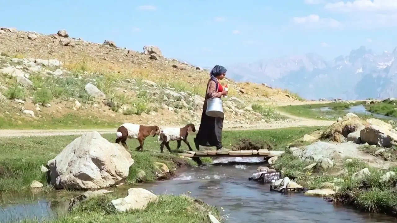 Biberonla büyüttüğü kuzular peşinden ayrılmıyor