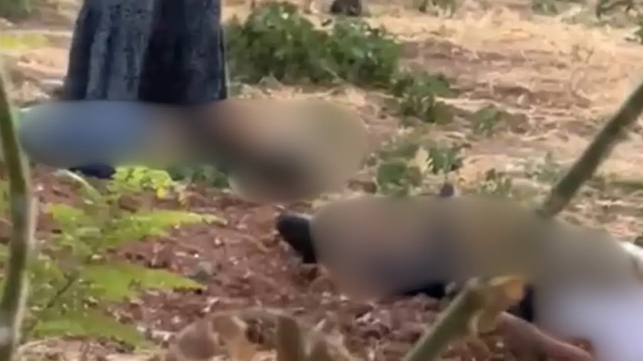 Batman’daki mezarlık saldırısında ölen Mehmet Direk AK Parti yöneticisi