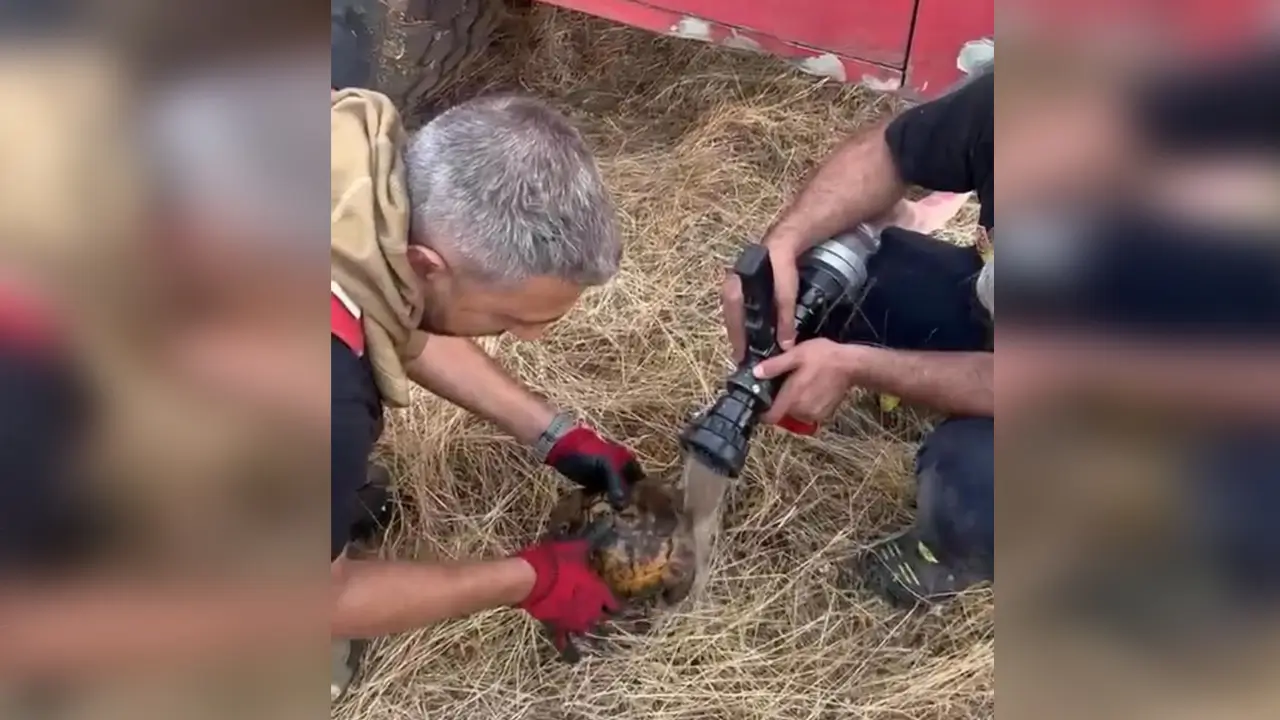Alevlerin arasındaki kaplumbağayı itfaiye ekipleri kurtardı