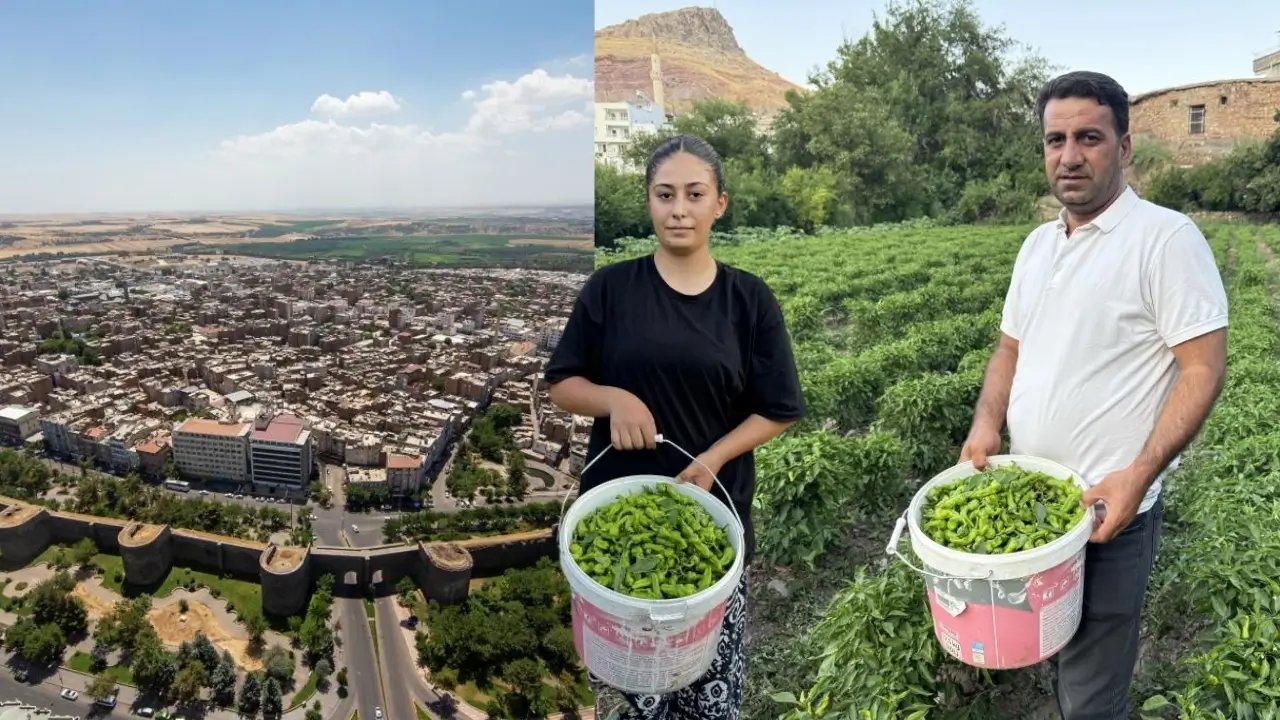 Çermik biberinde fiyat 450 liradan 60 liraya düştü