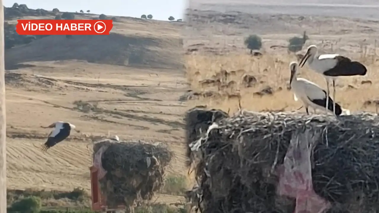 Diyarbakır: Ayağı takılan leyleği ekipler kurtardı