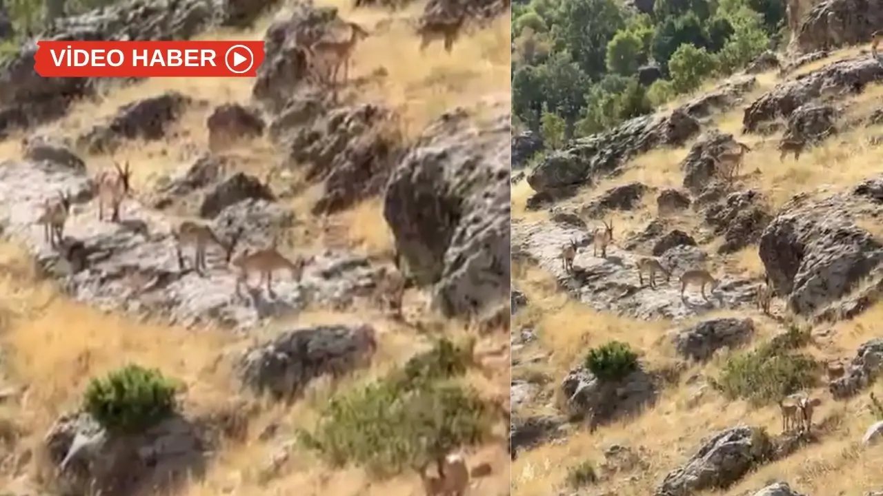 Diyarbakır’da dağ keçileri sürü halinde görüldü