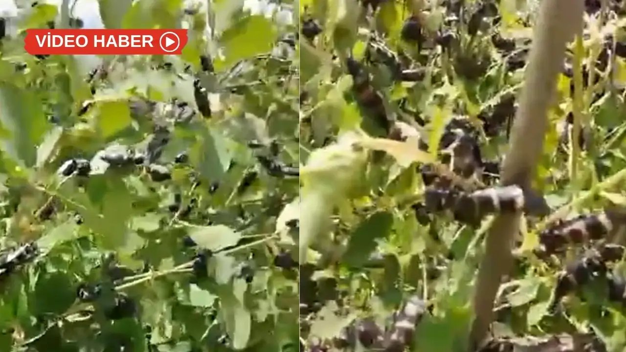 Hakkari’de çekirge ve böcek istilası: Uzmanından uyarı