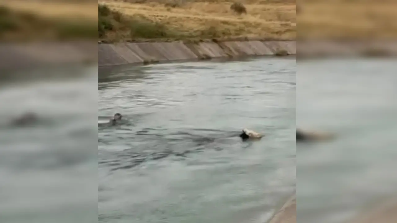 İneği kurtarmak için canını hiçe saydı! Kanala atladı