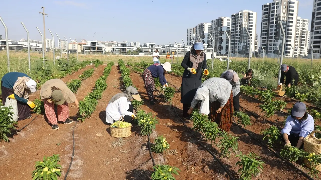 Diyarbakır Kadın Komün Kent Bostanlarında ilk hasat