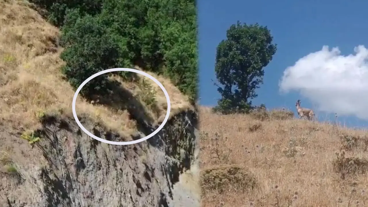 Bingöl’de nesli tehlikedeki dağ keçisi görüntülendi