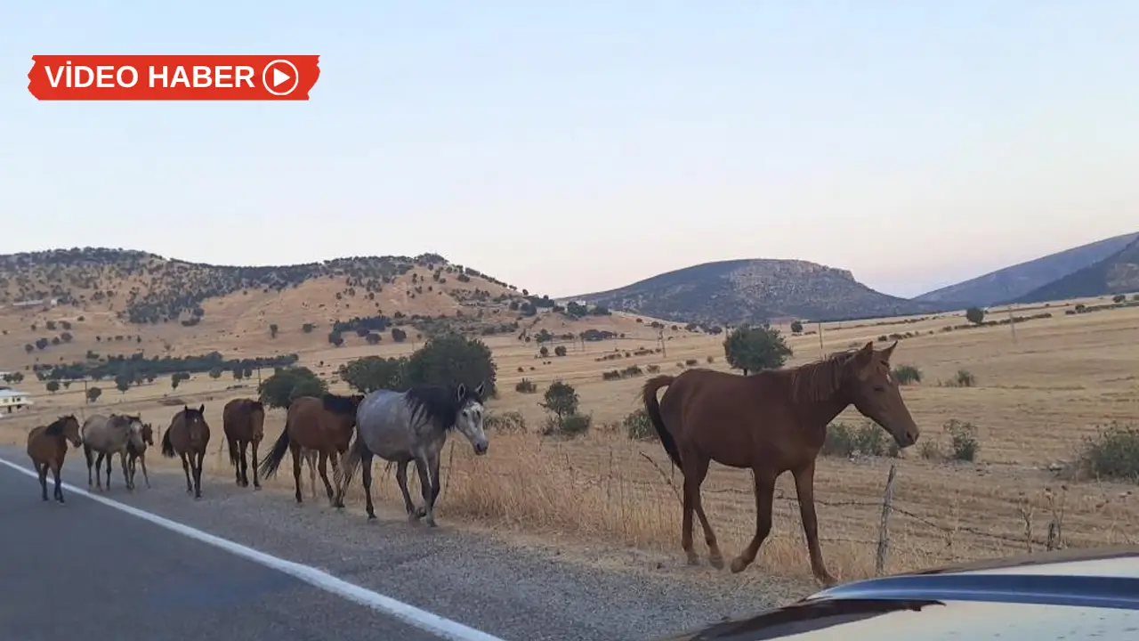 Diyarbakır’da yaban atları yola indi
