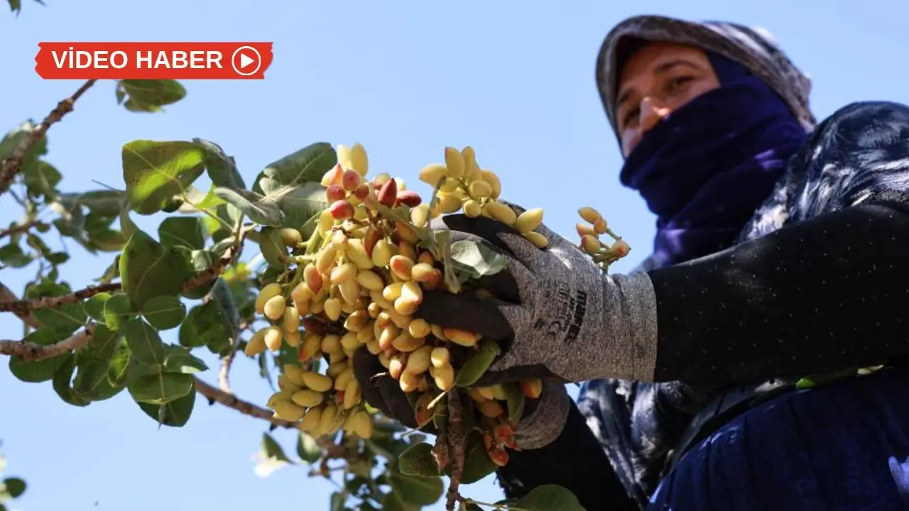 Diyarbakır'da 45 derece sıcakta ‘yeşil altın’ mesaisi
