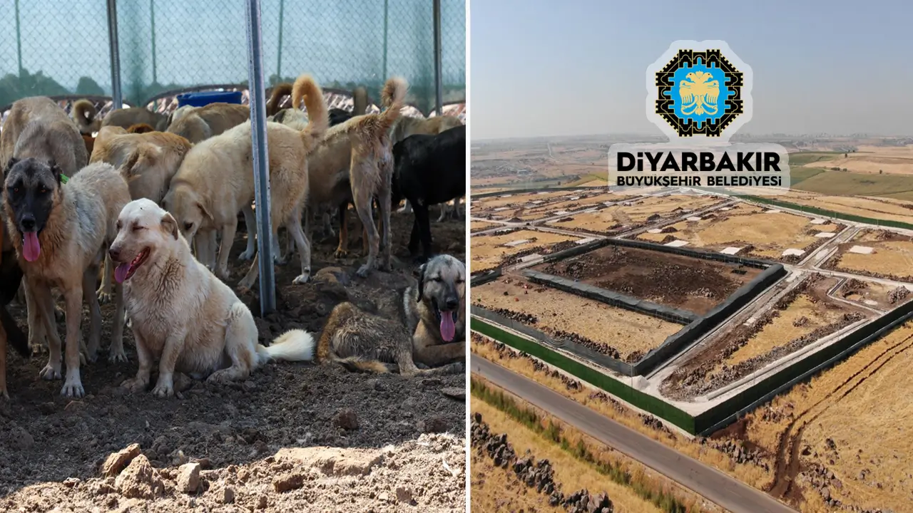 Diyarbakır’da köpek tartışması: Belediyeden yanıt