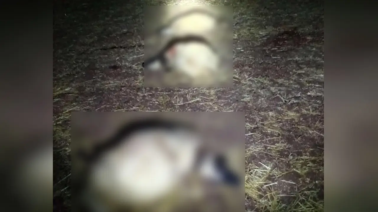 Diyarbakır’da yıldırım düştü: 21 koyun öldü