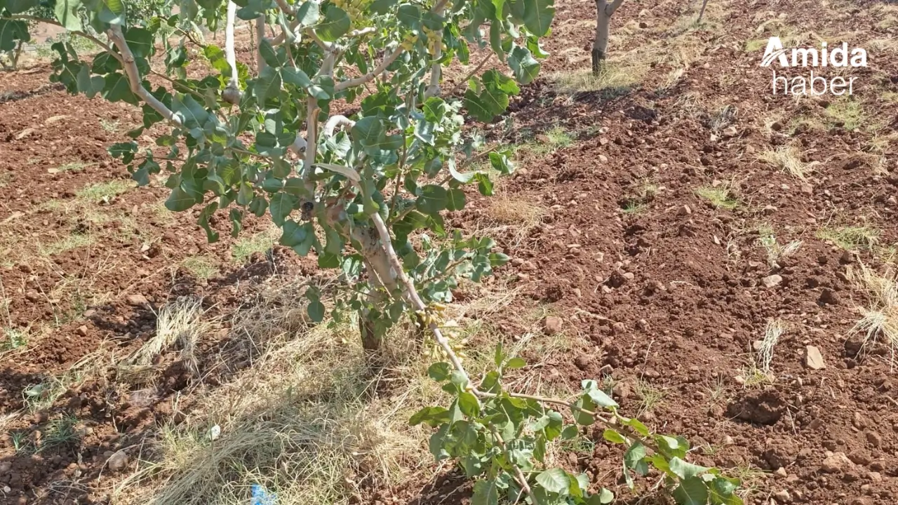 Siirt’te fıstık üreticileri tedirgin: Domuzlar bahçeleri tahrip ediyor