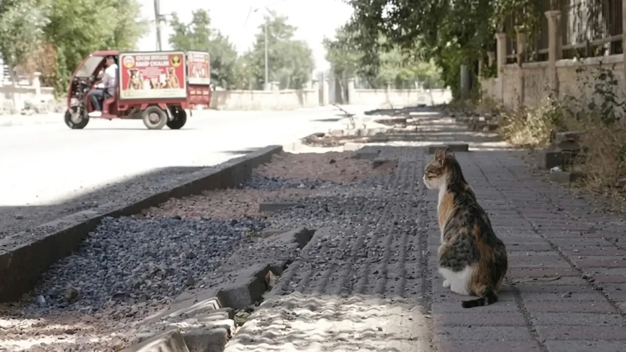 Diyarbakır’da uzman uyardı: Kedi ısırığına dikkat!