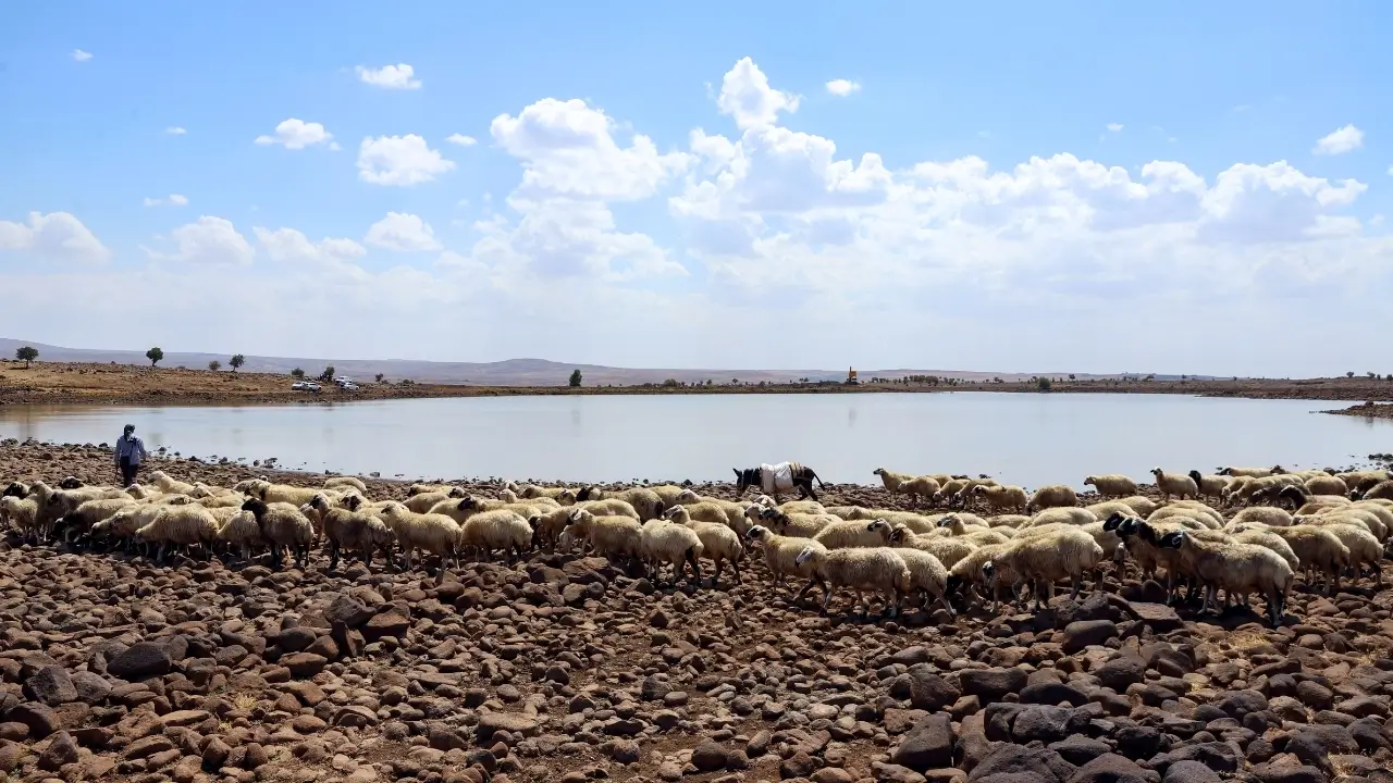 Diyarbakır’da 98 bin 500 hayvan için gölet çalışması