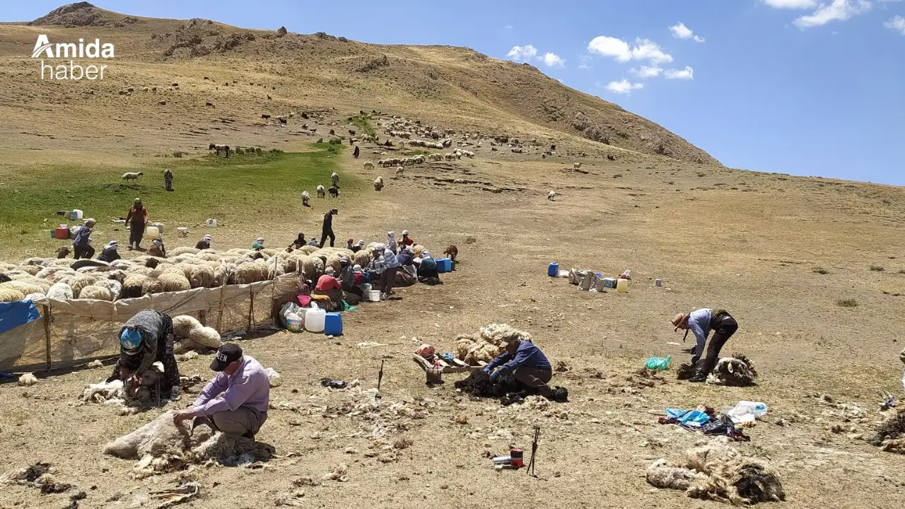 Çöpe giden servet: Norduz yünü sentetiğe yenildi