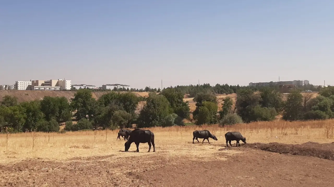 İtalya ırkı mandalar Diyarbakır’da: Hedef genetik ıslah