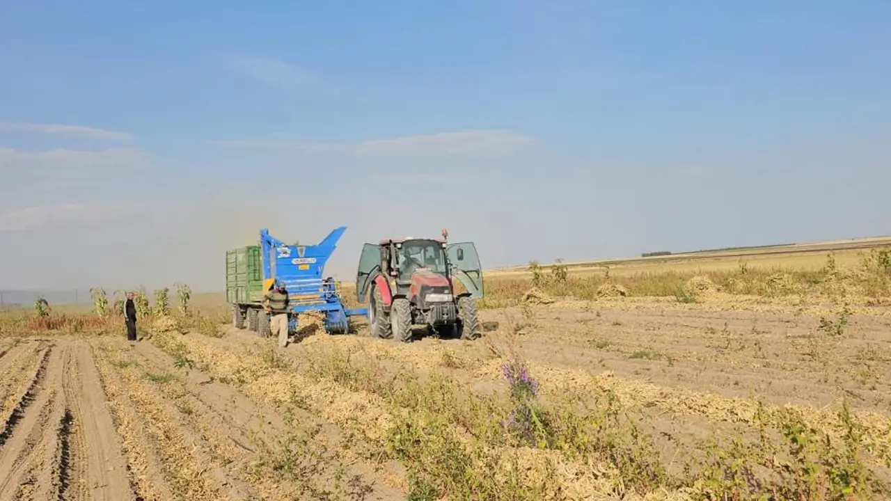 Bitlis’te fasulye hasadına başlandı
