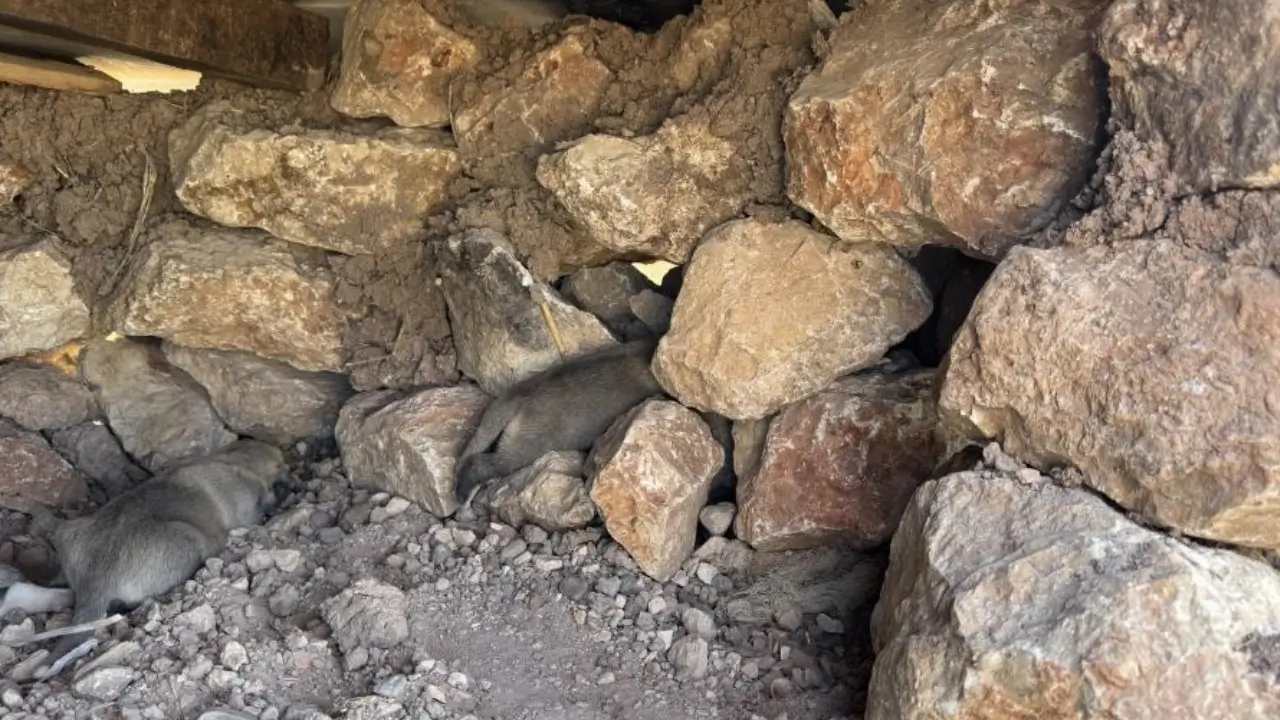 Diyarbakır’da yavru köpeklerin imdadına vatandaşlar yetişti