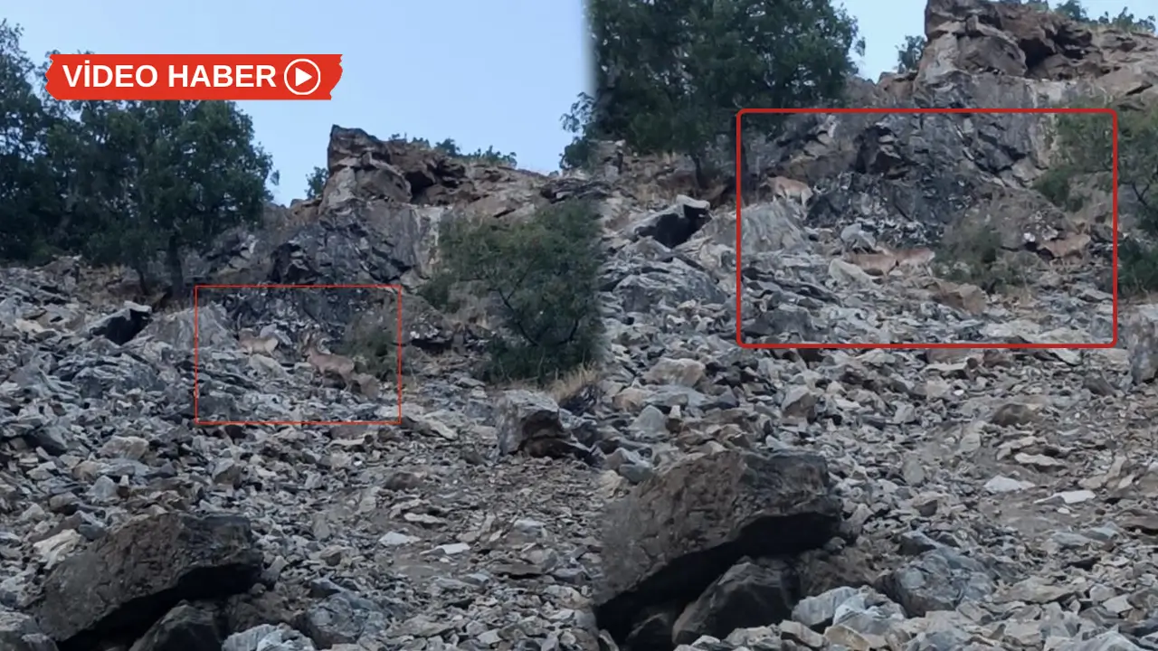 Diyarbakır’da koruma altındaki dağ keçileri kamerada