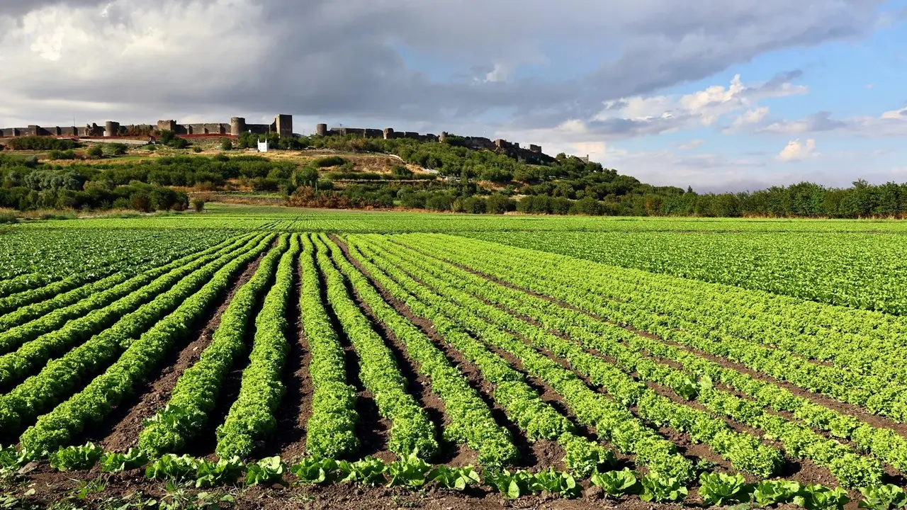 Diyarbakır: Marul tarlaları, tarihi surlar ve sonbahar