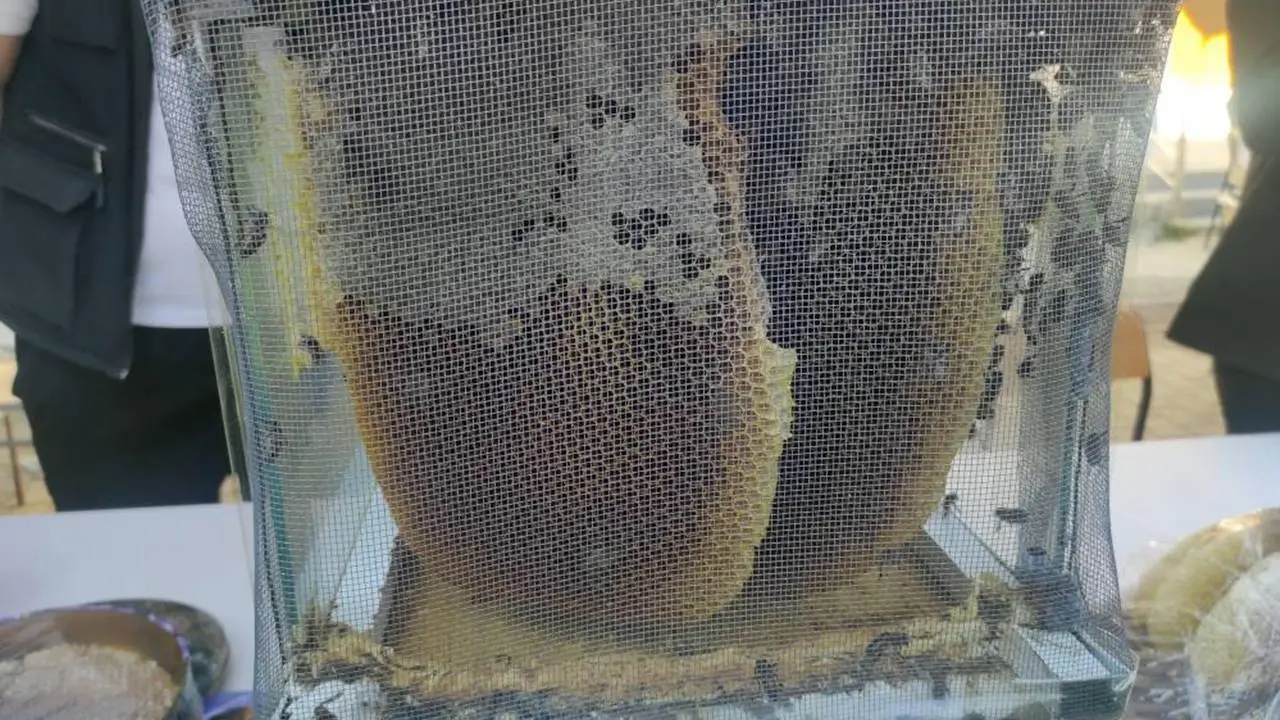 Sason balı rekor fiyata satıldı: 1 kilo 400 bin lira