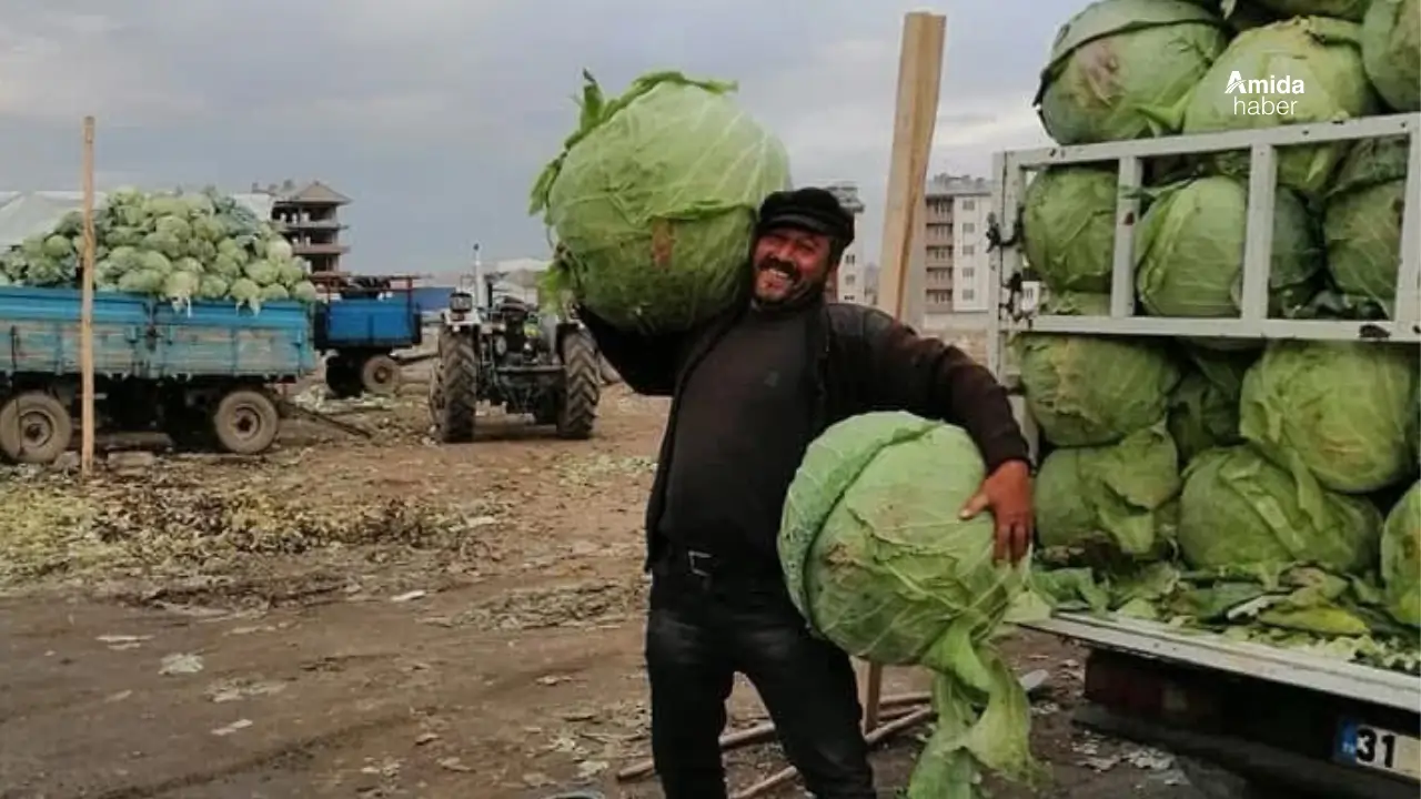 Erciş’te kelem hasadı umutsuz başladı: Çiftçi zor durumda