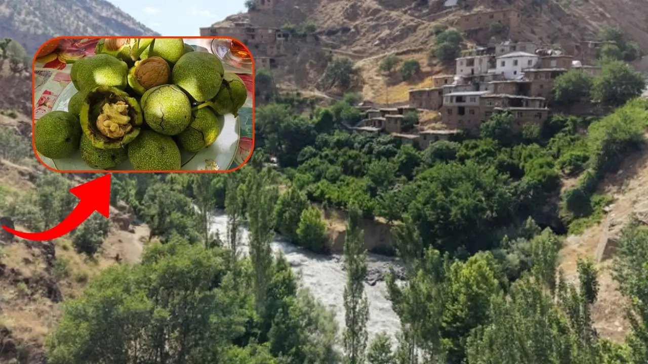Bitlis cevizi Türkiye’ye kök salıyor