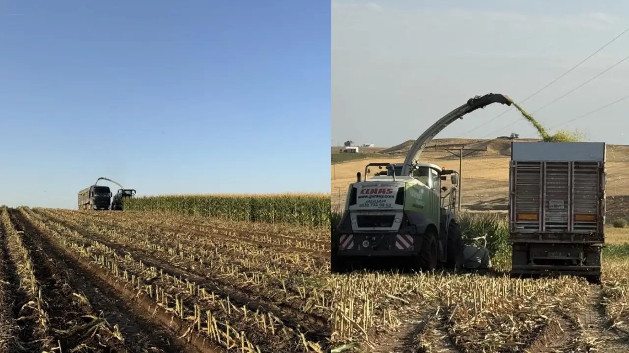 Diyarbakır’da mısır hasadı başladı: Hedef 6 ton