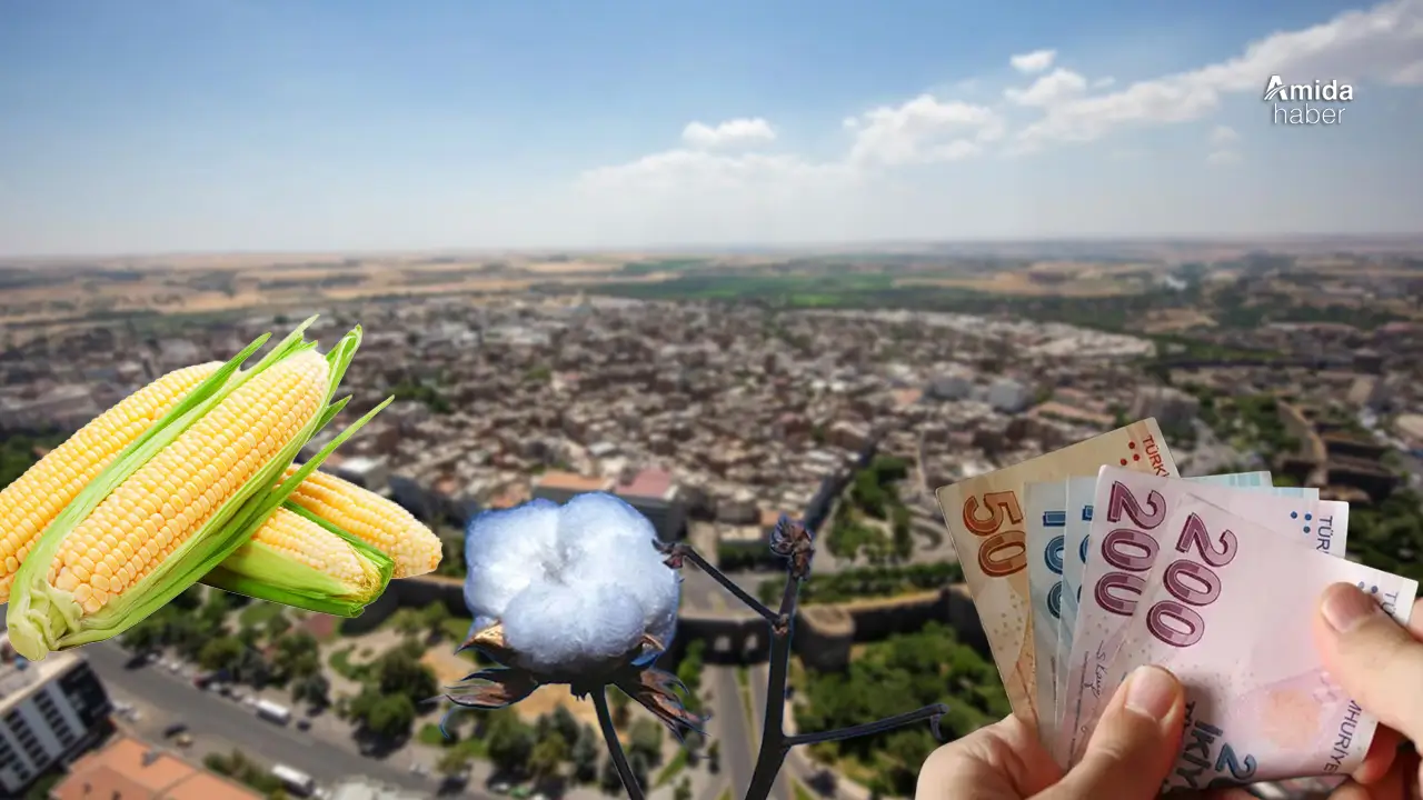 Diyarbakır’da pamuk ve mısır biçme ücretleri belirlendi