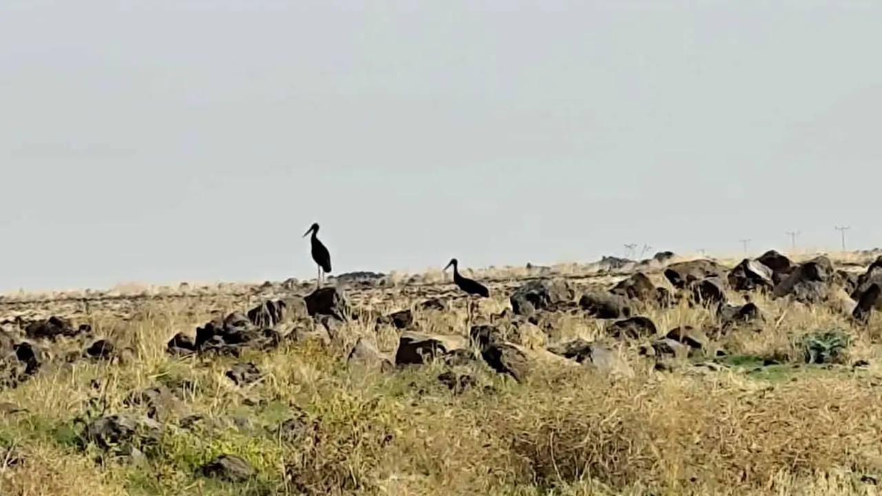 Diyarbakır'dan güneye göç başladı