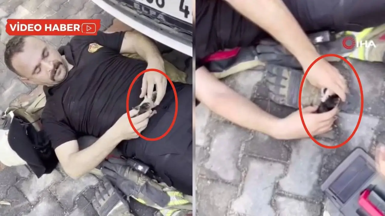 İtafaiye eri aracın kaputunda doğan kedileri kurtardı