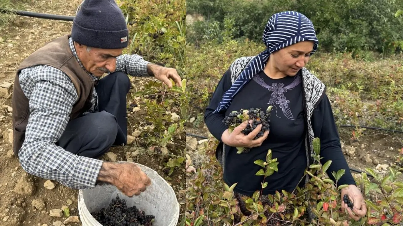 Polonya meyvesi Çüngüş’te: Hasat başladı