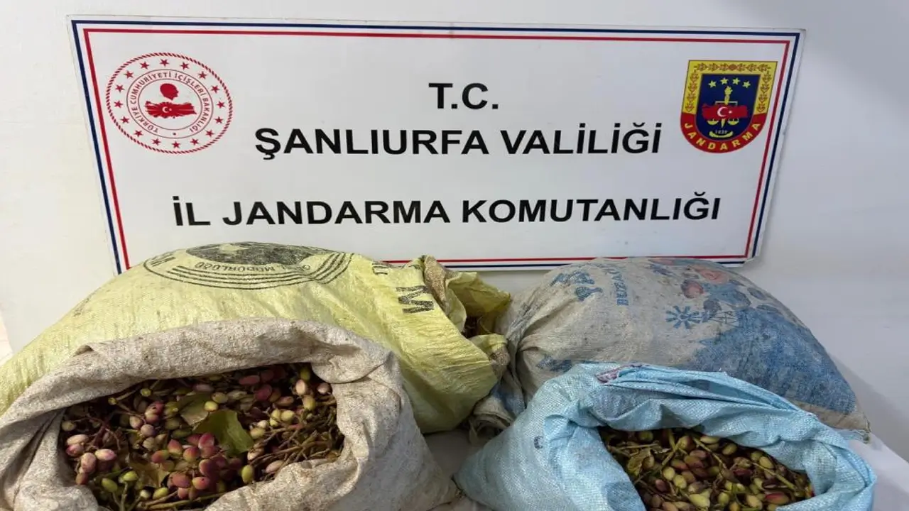 Şanlıurfa’da fıstık operasyonu: 4 gözaltı