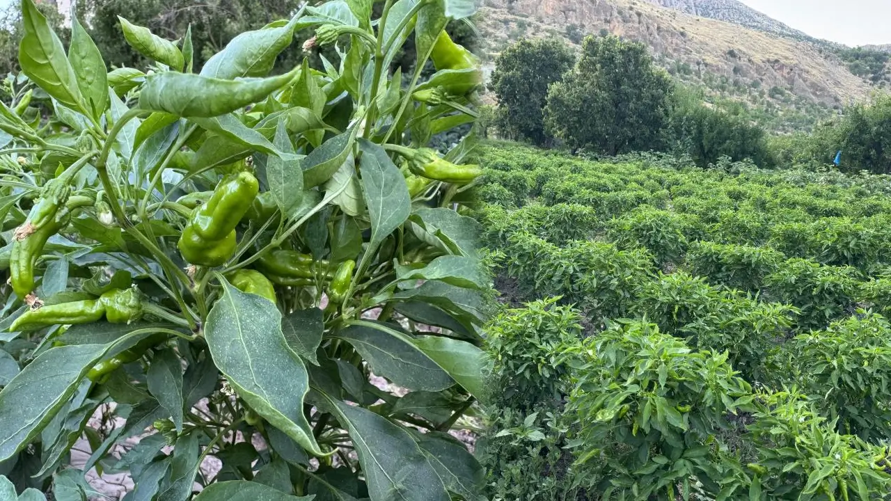 Diyarbakır’ın tescilli biberinde son hasat