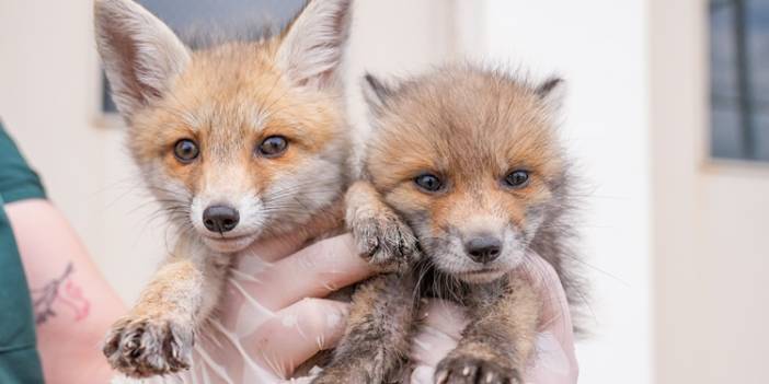 Diyarbakır’daki merkez "Dicle" ve "Fırat"a annelik edecek!