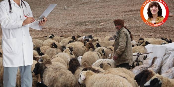 Diyarbakır’da çobanlar doktorlarla yarışıyor: Maaş 80 bin lira!